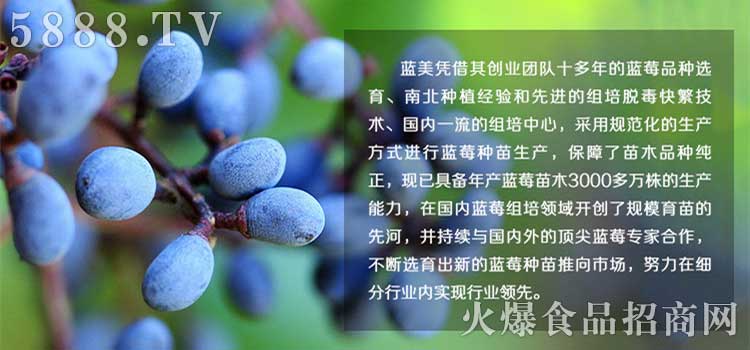 藍(lán)莓產(chǎn)品圖片
